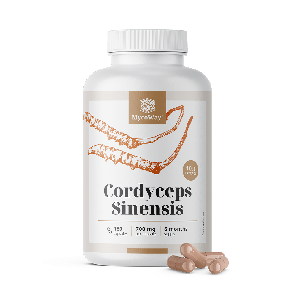 Cordyceps sinensis 1400 mg – extract 10:1